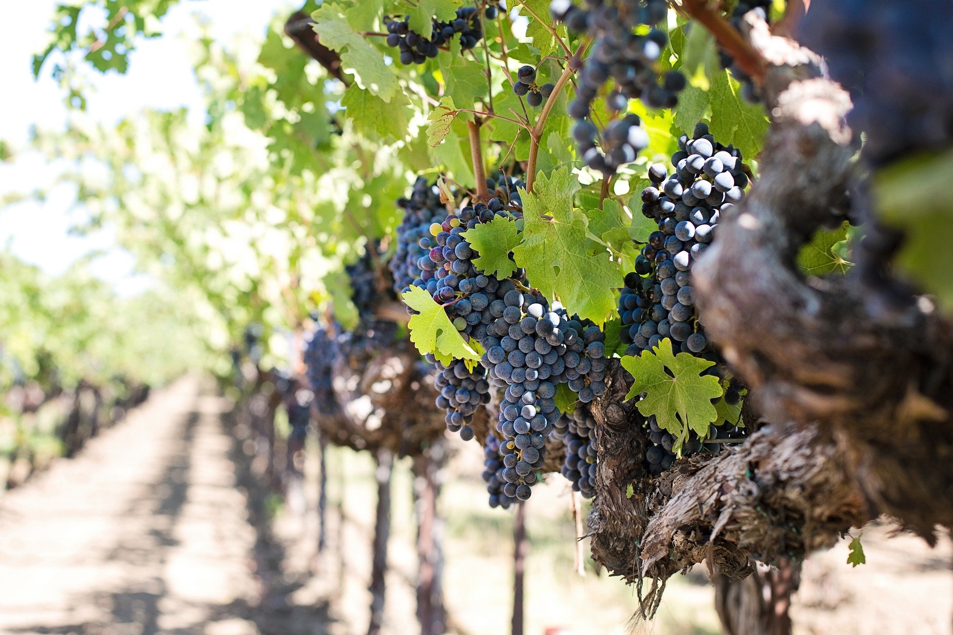 grapes-1952073_1920_1 grapes-1952073_1920_1