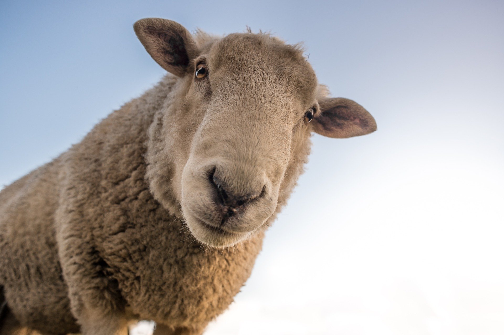 sheep-1822137_1920 sheep-1822137_1920