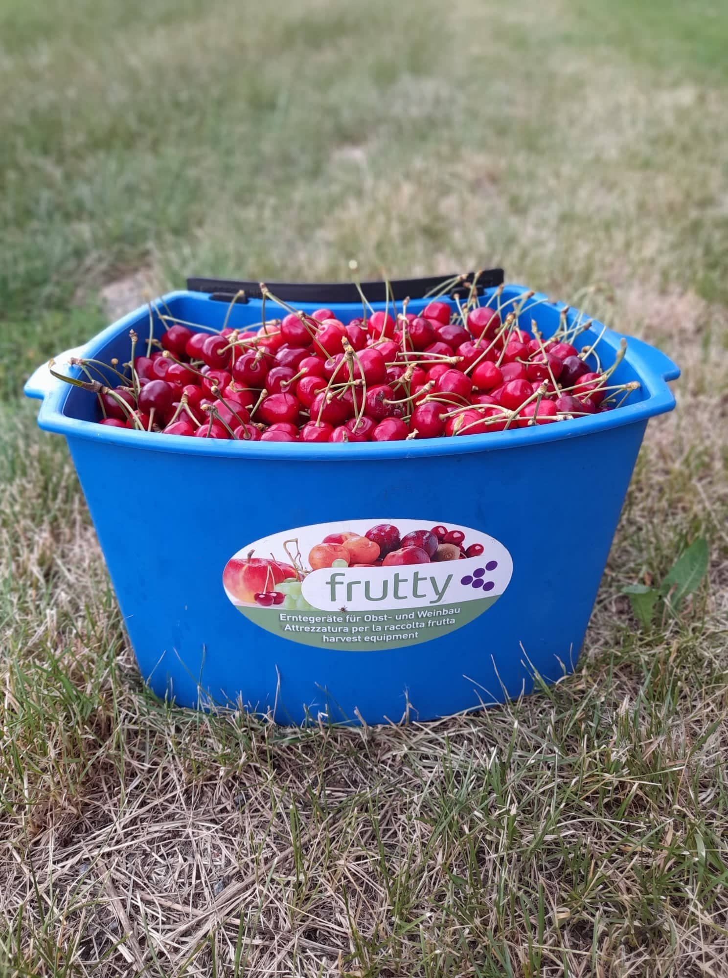 sklizeci-kose-a-bedny