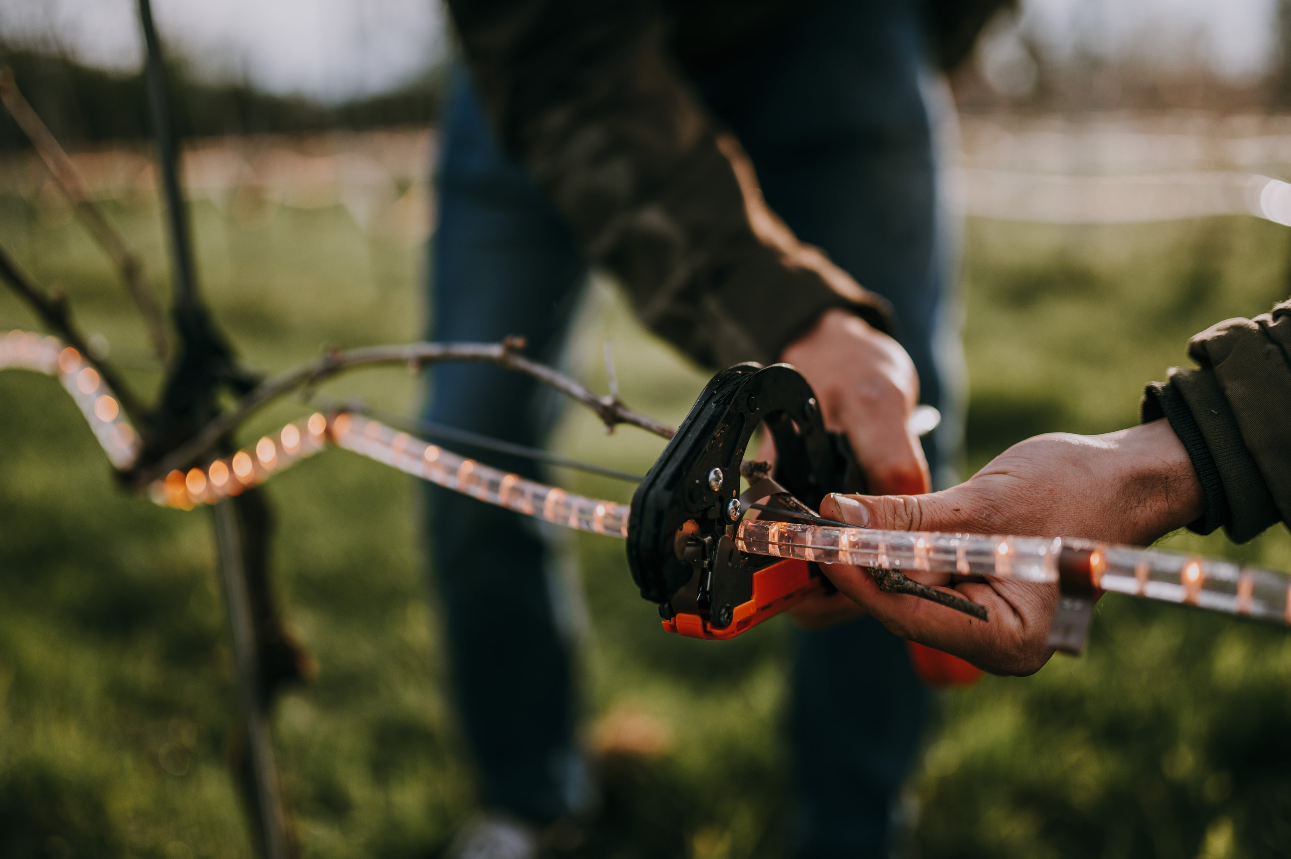 Leeflank_ChessBonte-Frolight-3-9557