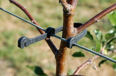 Obr_Doppelstammhalter_1