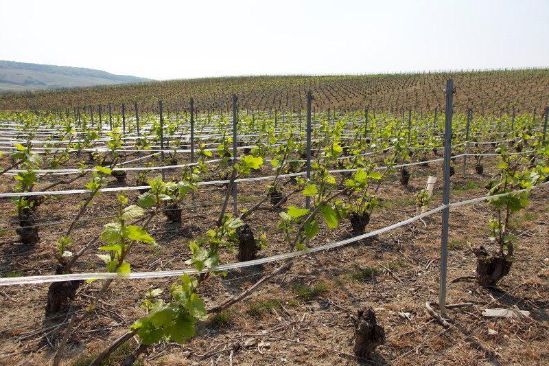 Gobillard-et-fils_DSC00005-800x500